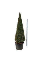 Kiefer Taxus baccata