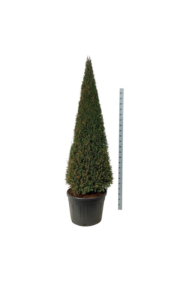 Kiefer Taxus baccata