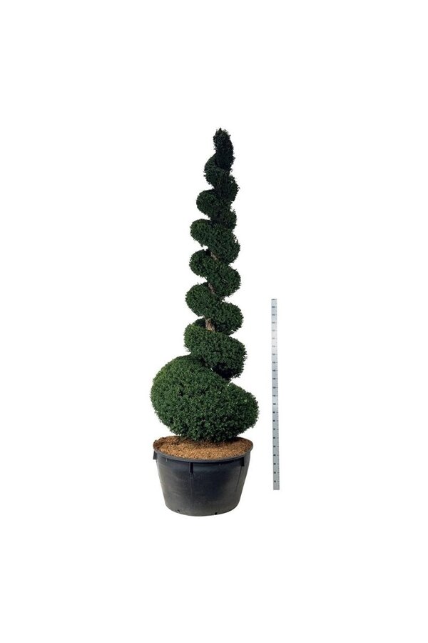 Kiefer Taxus baccata