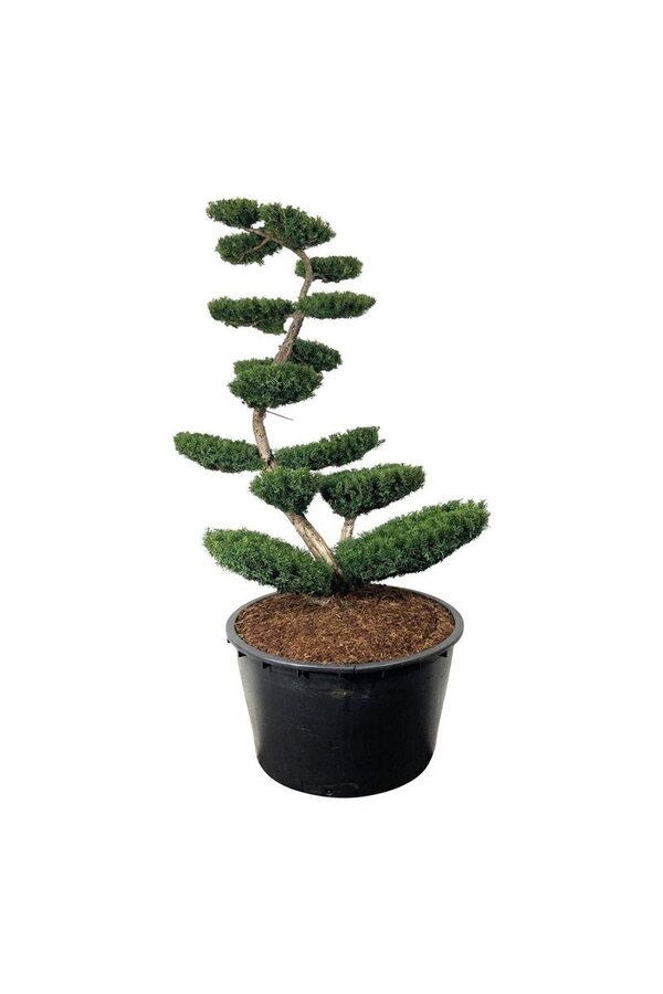 Kiefer Taxus media Farmen