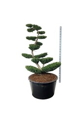 Kiefer Taxus media Farmen