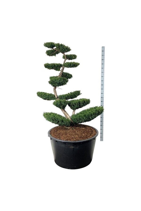 Kiefer Taxus media Farmen