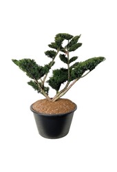 Kiefer Taxus media Farmen