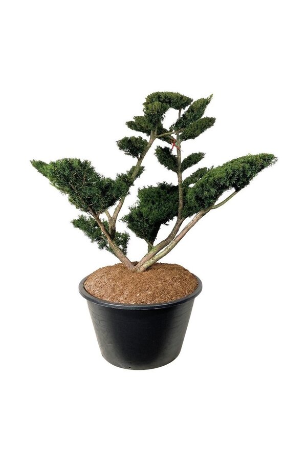 Kiefer Taxus media Farmen