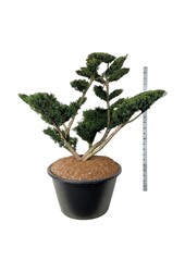 Kiefer Taxus media Farmen