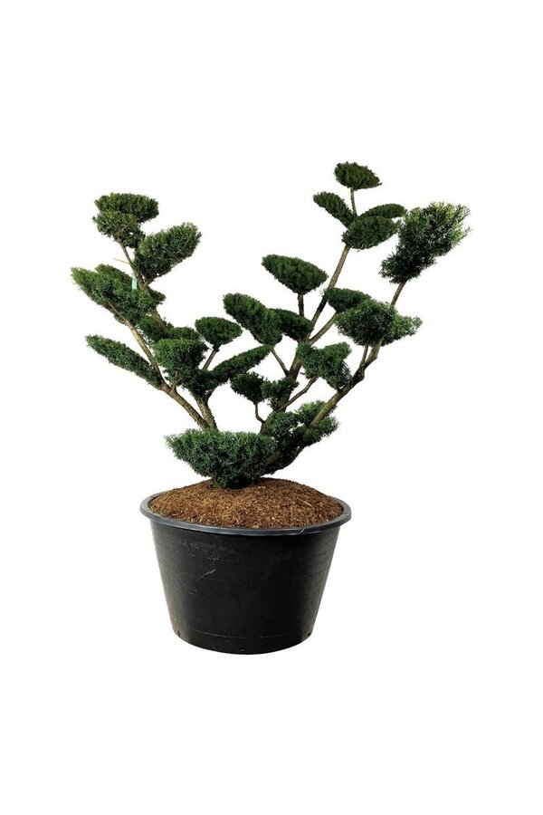 Kiefer Taxus media Farmen