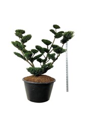 Kiefer Taxus media Farmen