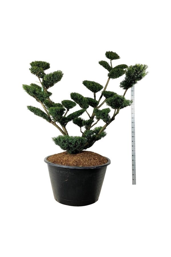 Kiefer Taxus media Farmen