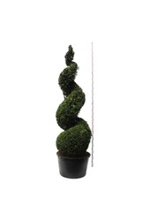 Nadelbaum Thuja Martin
