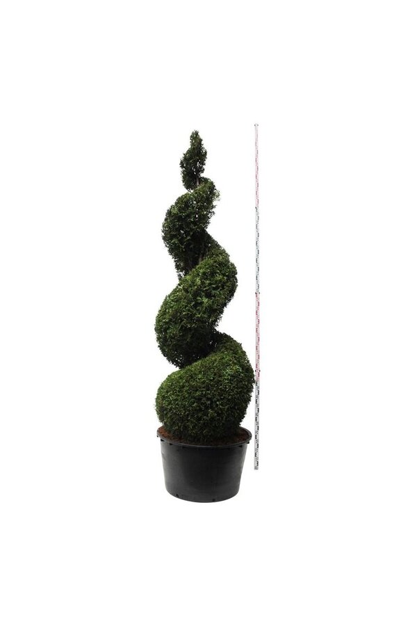 Nadelbaum Thuja Martin