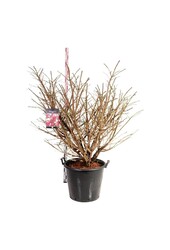 Kardinalshut Euonymus alatus