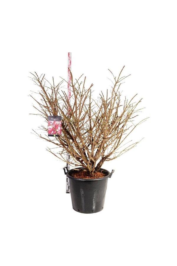 Kardinalshut Euonymus alatus