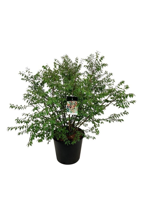 Kardinalshut Euonymus alatus