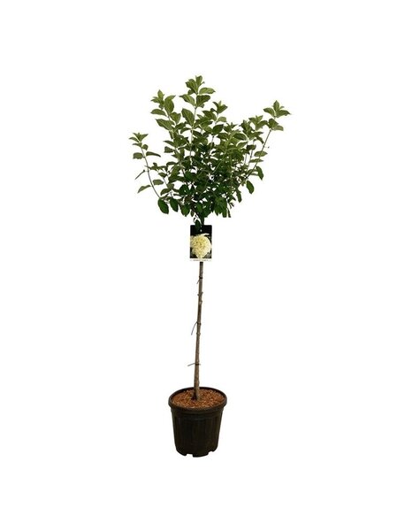 Hortensie