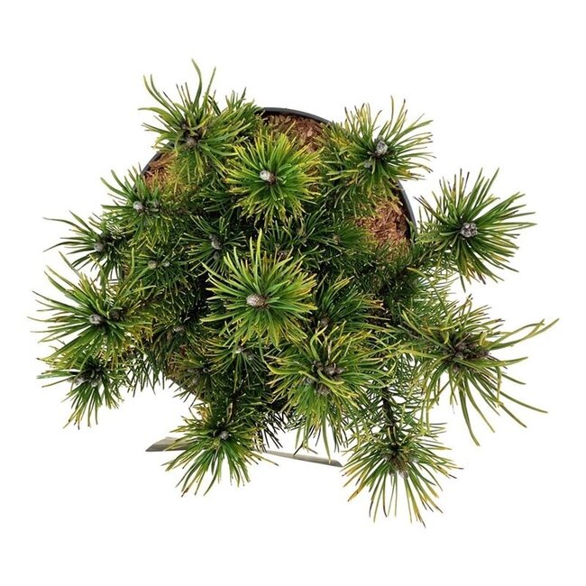 Kiefer Pinus mugo Ophir