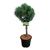 Kiefer Pinus Watereri