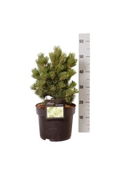 Kiefer Pinus mugo Columnaris