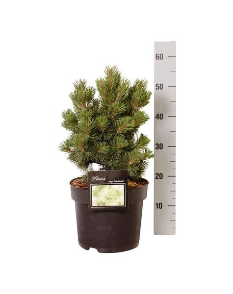 Pinus