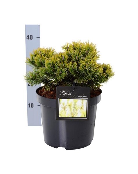 Pinus