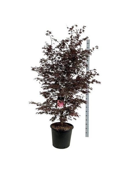 Acer