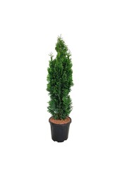 Nadelbaum Thuja Degroots Spire