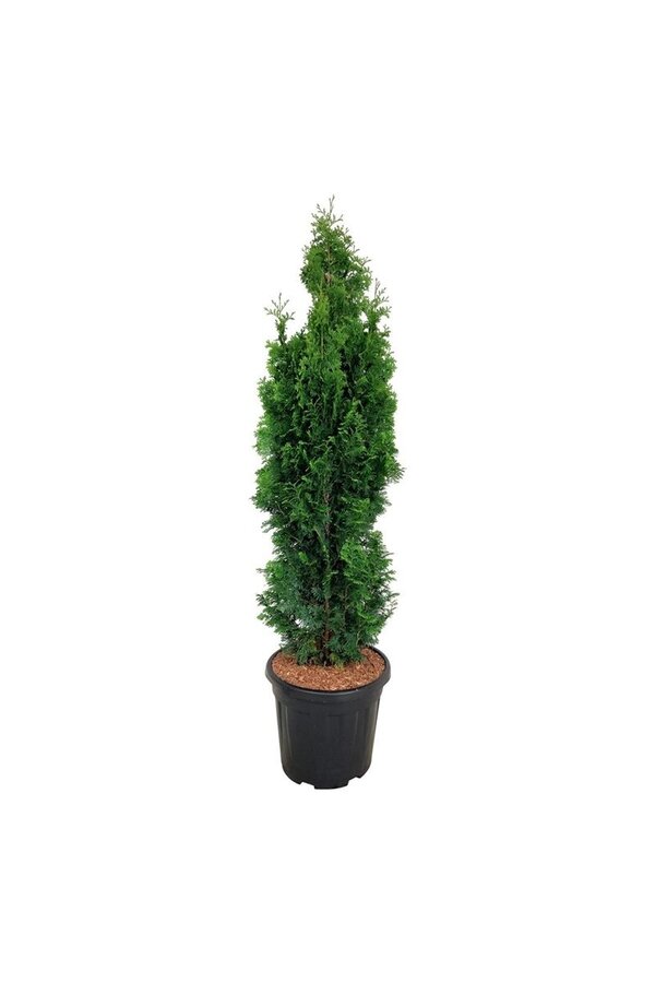 Nadelbaum Thuja Degroots Spire