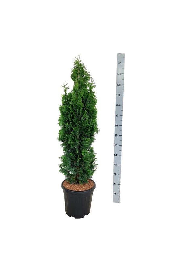 Nadelbaum Thuja Degroots Spire
