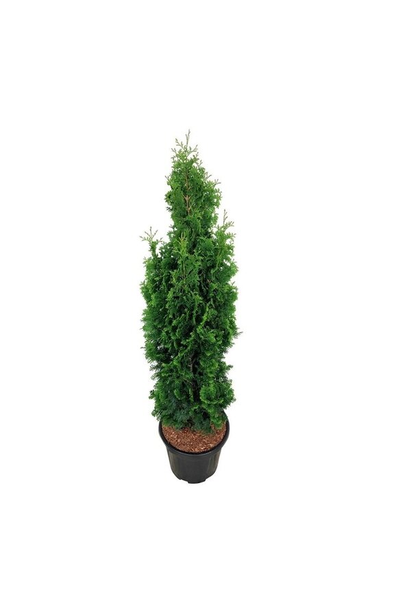 Nadelbaum Thuja Degroots Spire