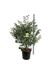 Zaubernuss Hamamelis Arnold Promise