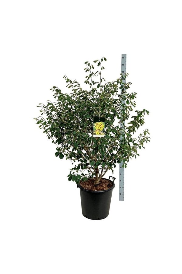 Zaubernuss Hamamelis Arnold Promise