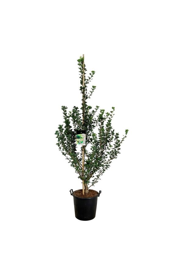 Japanischer Nussbaum Ginkgo biloba Menhir