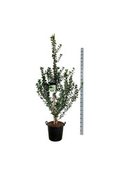 Japanischer Nussbaum Ginkgo biloba Menhir