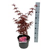 Ahorn Acer Skeeters Broom