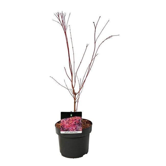 Ahorn Acer Skeeters Broom