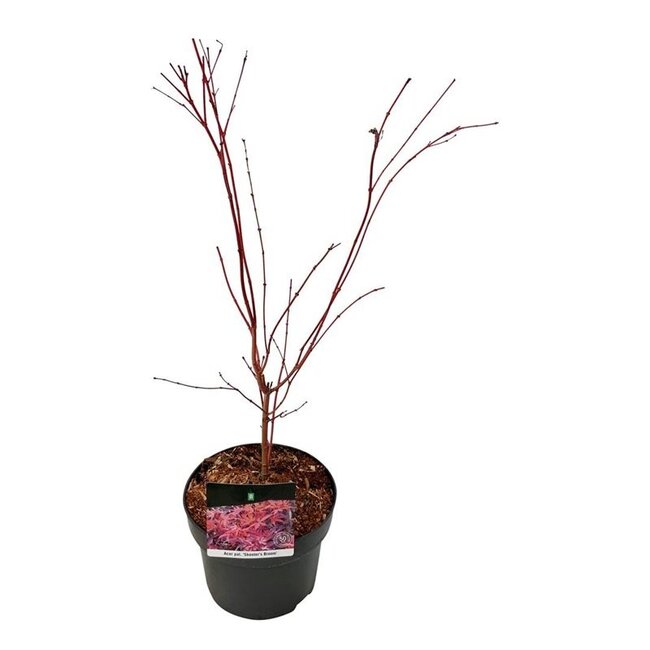 Ahorn Acer Skeeters Broom