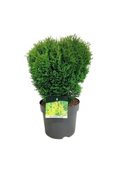 Nadelbaum Thuja Tiny Tim