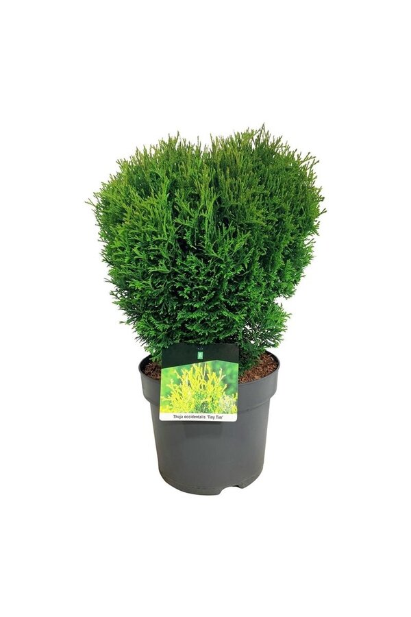 Nadelbaum Thuja Tiny Tim