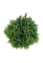 Nadelbaum Thuja Tiny Tim