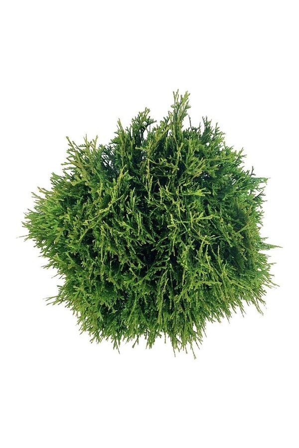 Nadelbaum Thuja Tiny Tim
