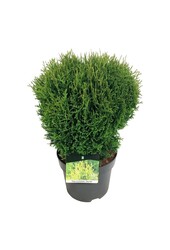 Nadelbaum Thuja Tiny Tim
