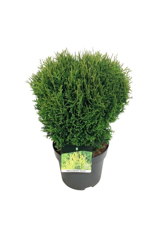 Nadelbaum Thuja Tiny Tim