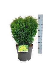 Nadelbaum Thuja Tiny Tim