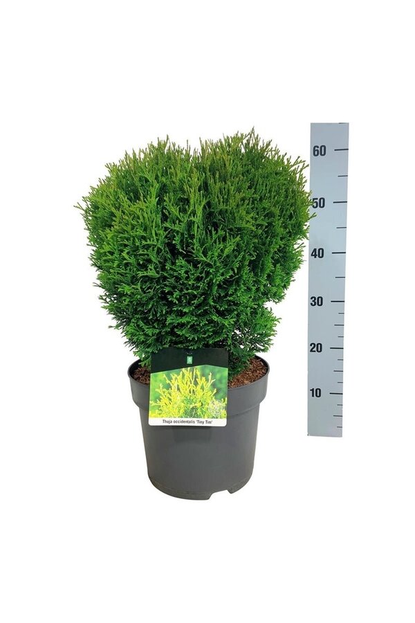 Nadelbaum Thuja Tiny Tim
