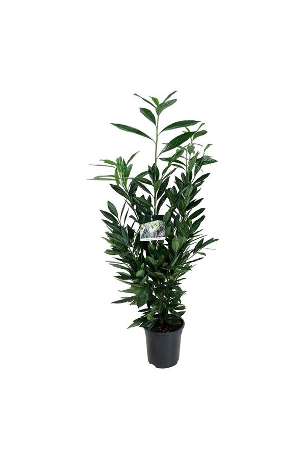 Portugiesischer Lorbeer Prunus Renault Ace ®