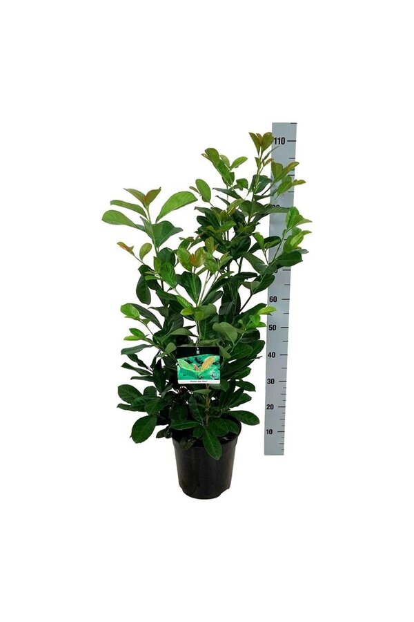 Portugiesischer Lorbeer Prunus Etna