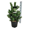 Kiefer Pinus nigra Oregon Green