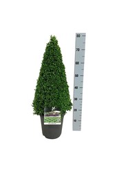 Buxus sempervirens