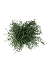 Nadelbaum Thuja Peitschenschnur