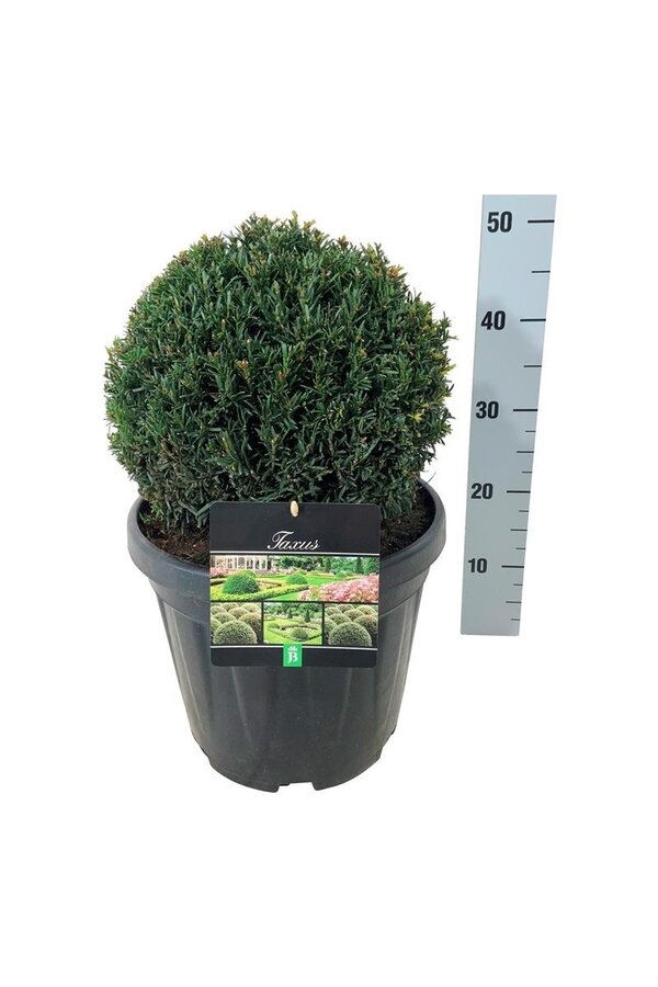 Kiefer Taxus Höpkens Gigant