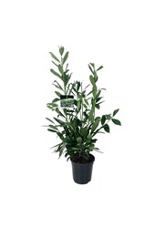 Portugiesischer Lorbeer Prunus Caucasica